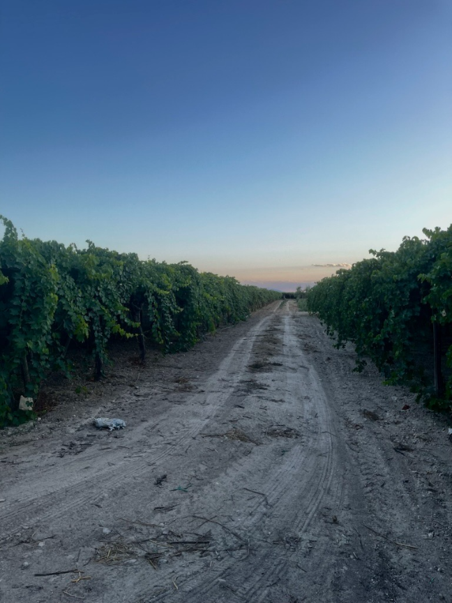 Domaines agricoles des Pouilles
