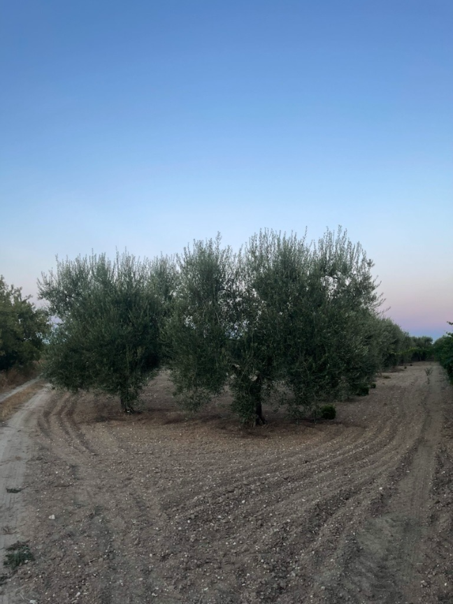 Oliveraies des Pouilles — La Cantine